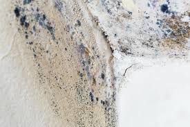 Trusted Bard College, NY Mold Removal Experts